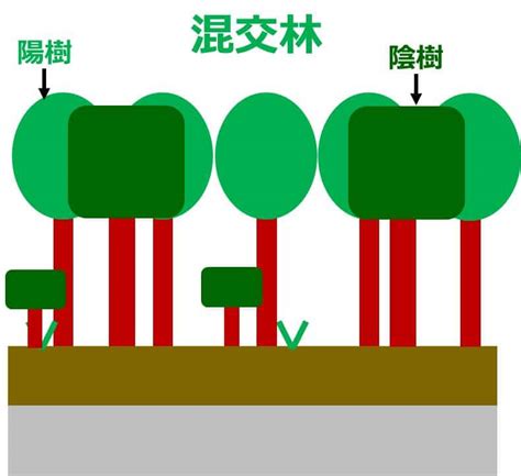 陽樹林 陰樹林|生物基礎：遷移の分類、一次遷移(裸地～陰樹林)の過程 